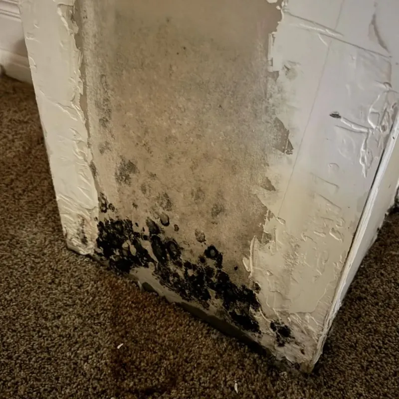 Professional Mold Removal in Hillsboro, MS